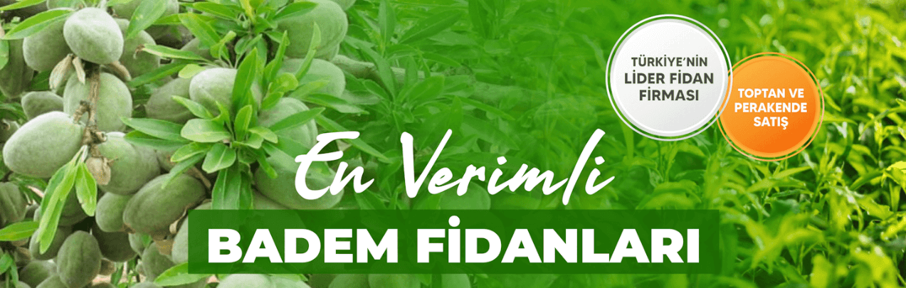 Badem Fidanı