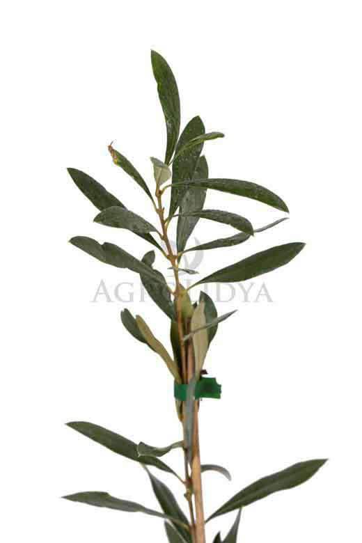 Arbosana Zeytin Fidanı