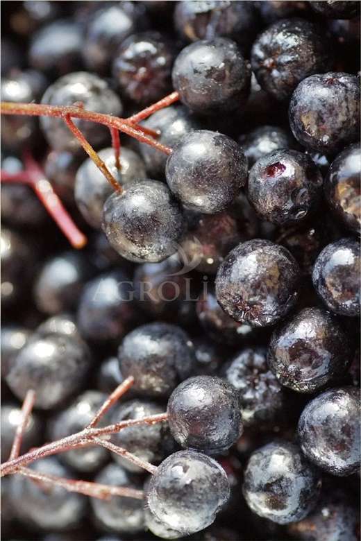 Aronia (Aronya) Fidanı