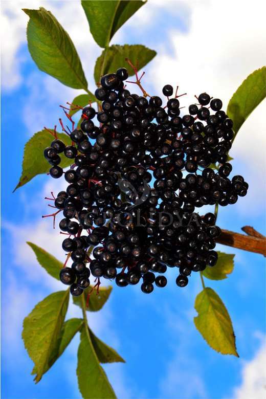 Aronia (Aronya) Fidanı