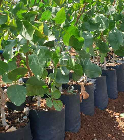 Antep Fıstığı Fidanı (Aşılı)