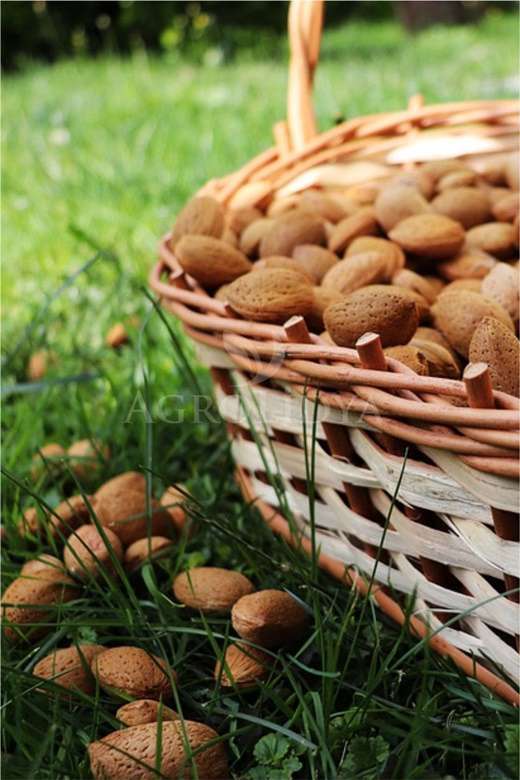 Bertina Badem Fidanı 