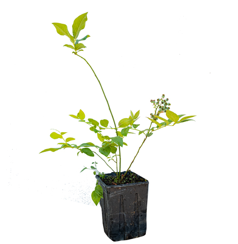 Bluecrop Yaban Mersini (Blueberry) Fidanı