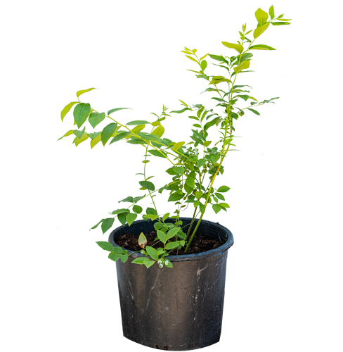Bluecrop Yaban Mersini (Blueberry) Fidanı