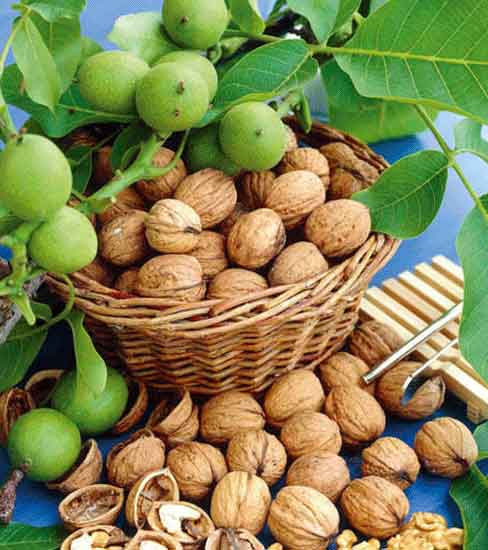 Chandler Ceviz Fidanı (Açık Köklü)