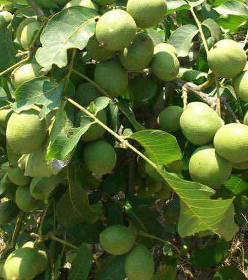 Chandler Ceviz Fidanı (Tüplü)