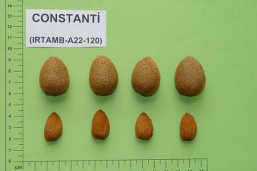 Constanti Badem Fidanı