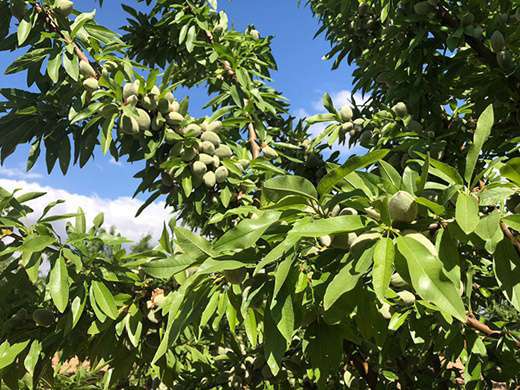 Tarraco Badem Fidanı