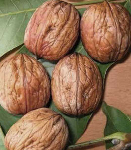 Fernor Ceviz Fidanı (Tüplü)