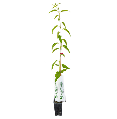 Ferraduel Badem Fidanı