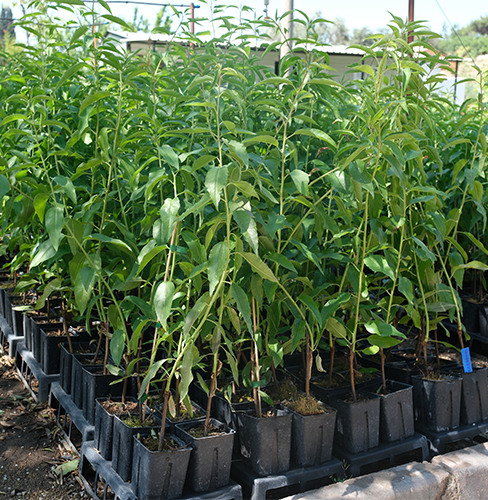 Ferraduel Badem Fidanı