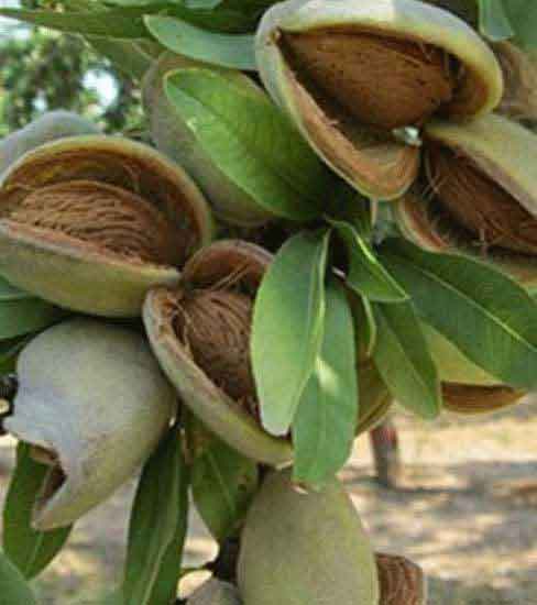 Ferraduel Badem Fidanı