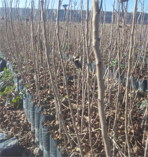 Aşısız Antep Fıstığı  Anacı (Tüplü)