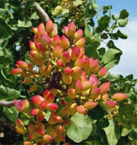 Aşısız Antep Fıstığı  Anacı (Tüplü)