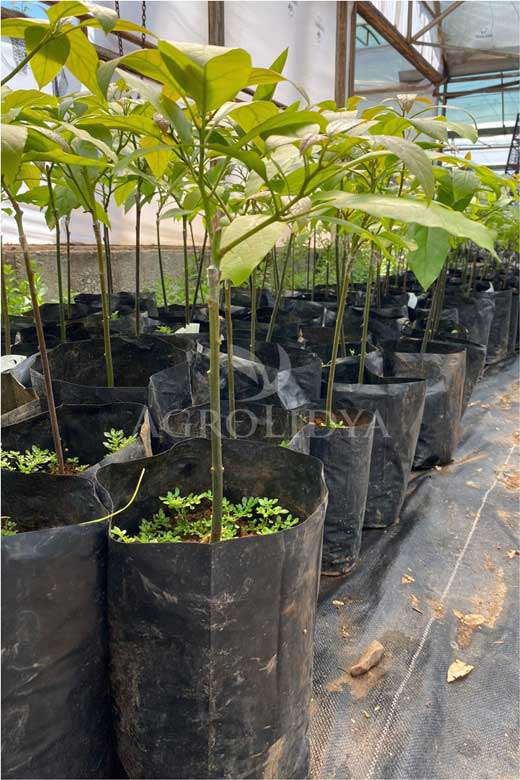 Fuerte Avokado Fidanı 