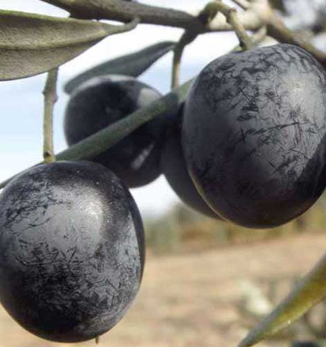 Trilye Zeytin Fidanı