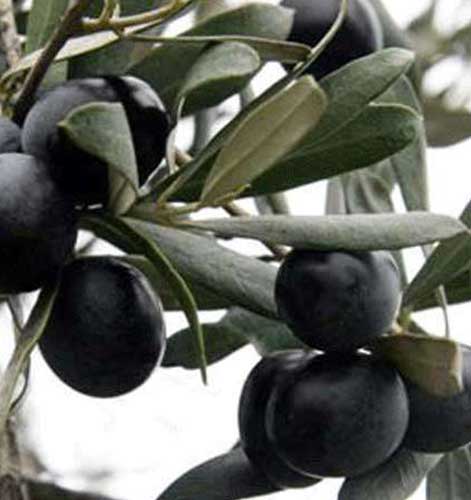 Trilye Zeytin Fidanı