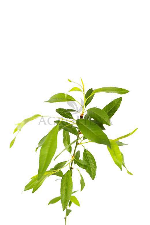 GF677 Şeftali Badem Anacı