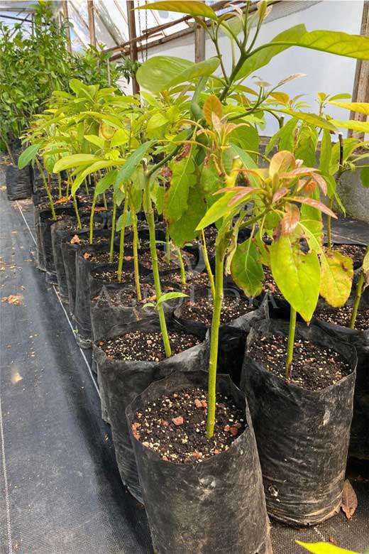 Hass Avokado Fidanı