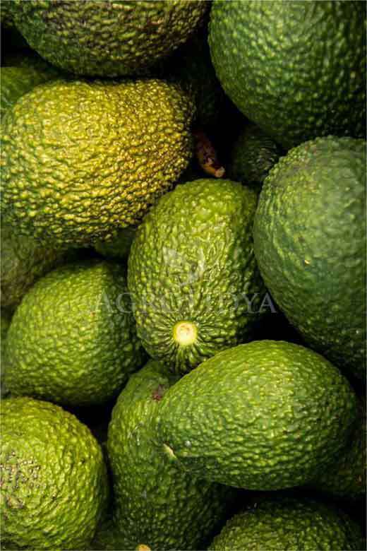 Hass Avokado Fidanı