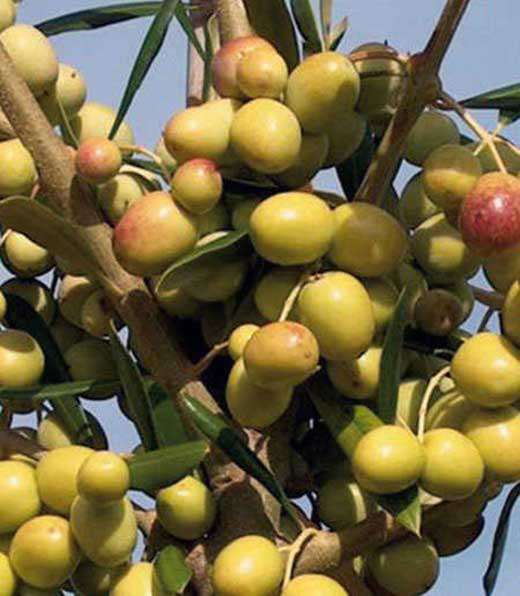 Arbosana Zeytin Fidanı