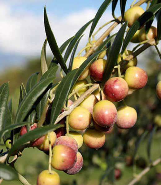 Arbosana Zeytin Fidanı