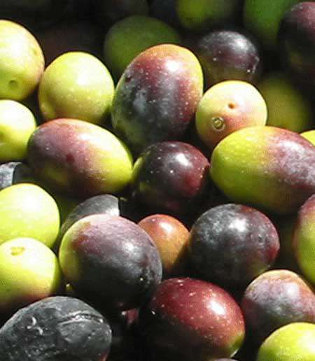 Edremit Zeytin Fidanı