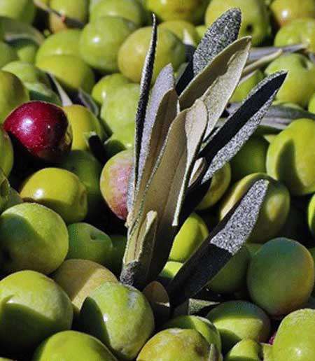 Edremit Zeytin Fidanı