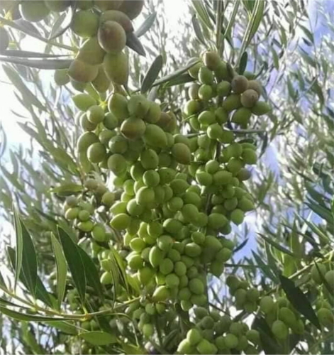 Koroneiki Zeytin Fidanı