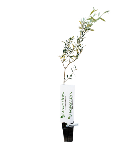 Koroneiki Zeytin Fidanı