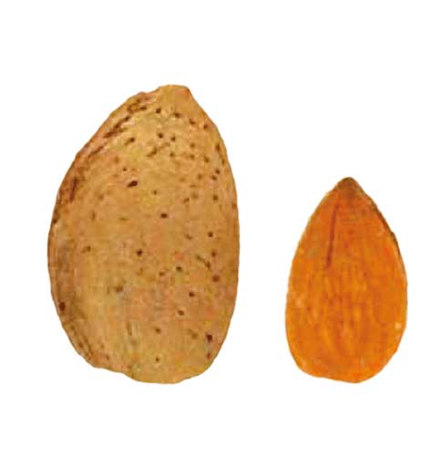 Laurenne Badem Fidanı