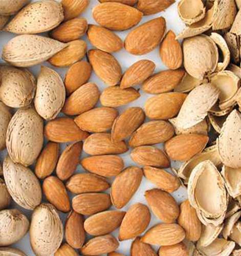 Laurenne Badem Fidanı