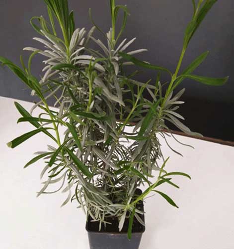 Lavanta Fidesi (Saksıda)