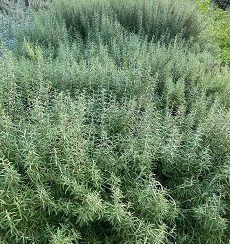 Lavanta Fidesi (Açık Köklü)