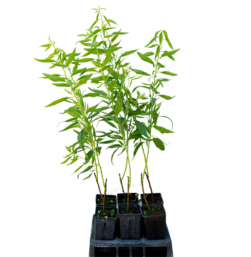 Makako Badem Fidanı