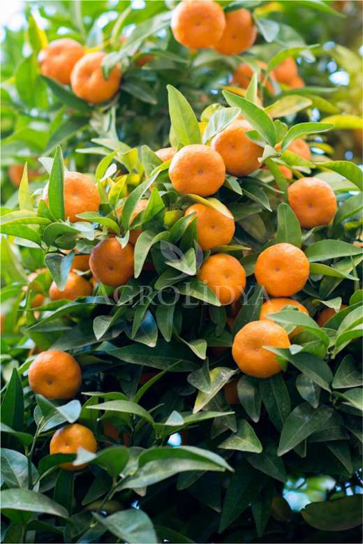 Mandalina Fidanı 