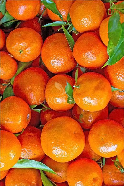 Mandalina Fidanı 