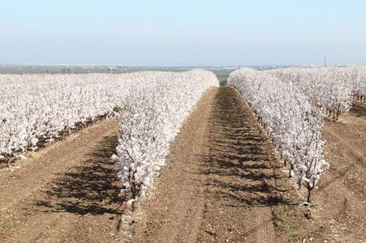 Marinada Badem Fidanı
