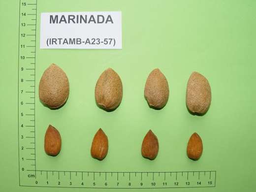 Marinada Badem Fidanı