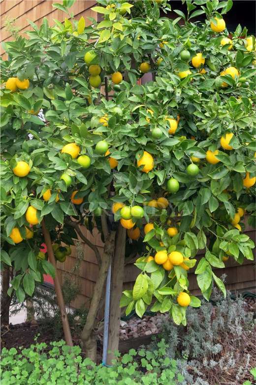 Mayer Bodur Limon Fidanı