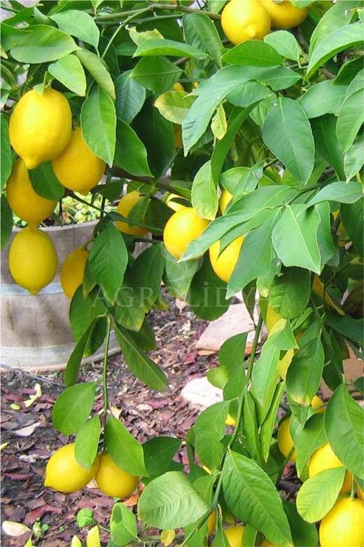 Mayer Bodur Limon Fidanı