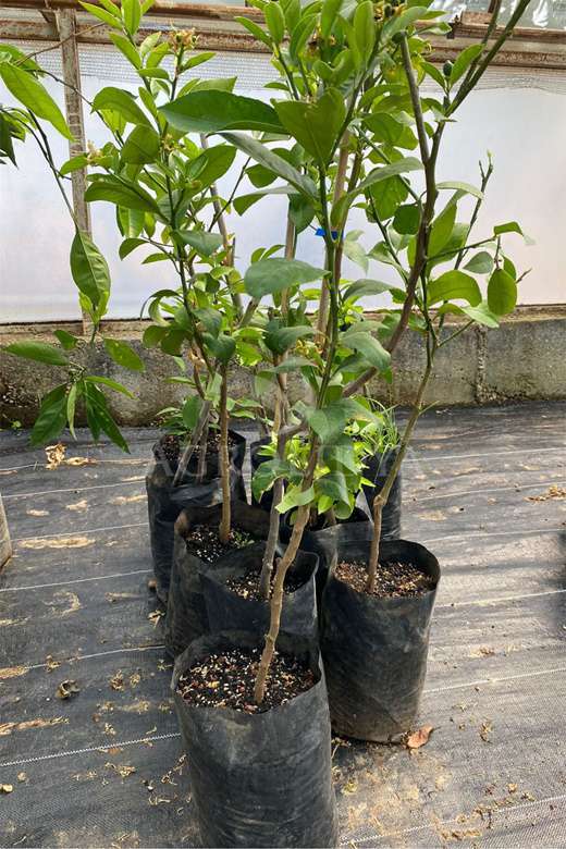 Misket Bodur Limon Fidanı 