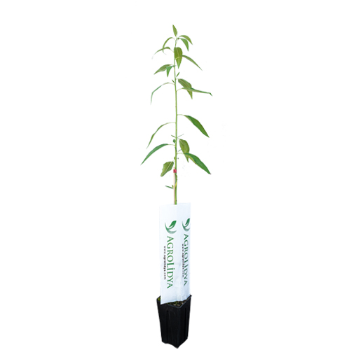 Nonpareil Badem Fidanı