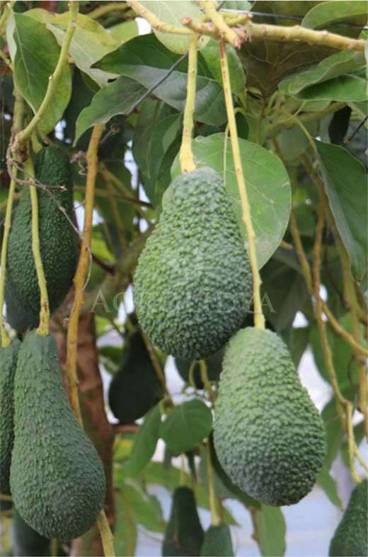 Pinkerton Avokado Fidanı 