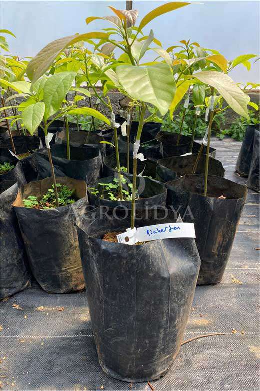 Pinkerton Avokado Fidanı 