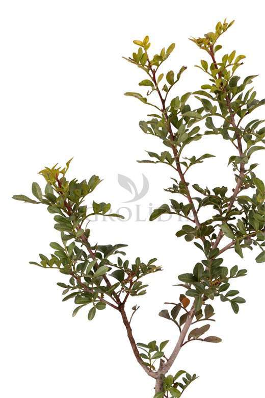 Sakız Ağacı Fidanı 