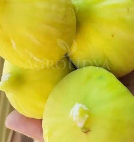 Sarı Lop İncir Fidanı 