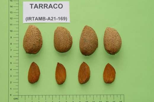 Tarraco Badem Fidanı