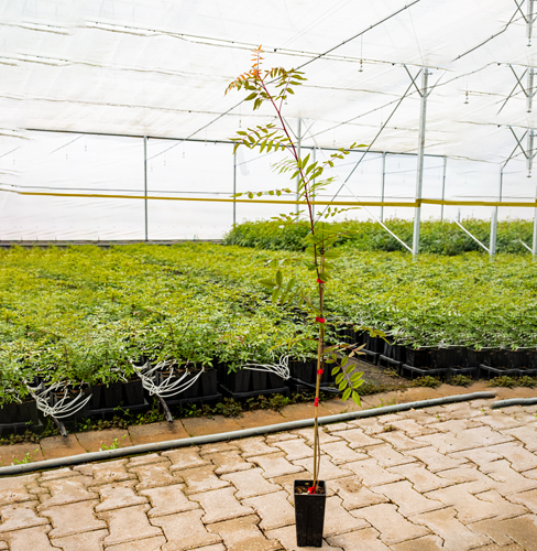 Ucb 1 Antep Fıstığı Anacı