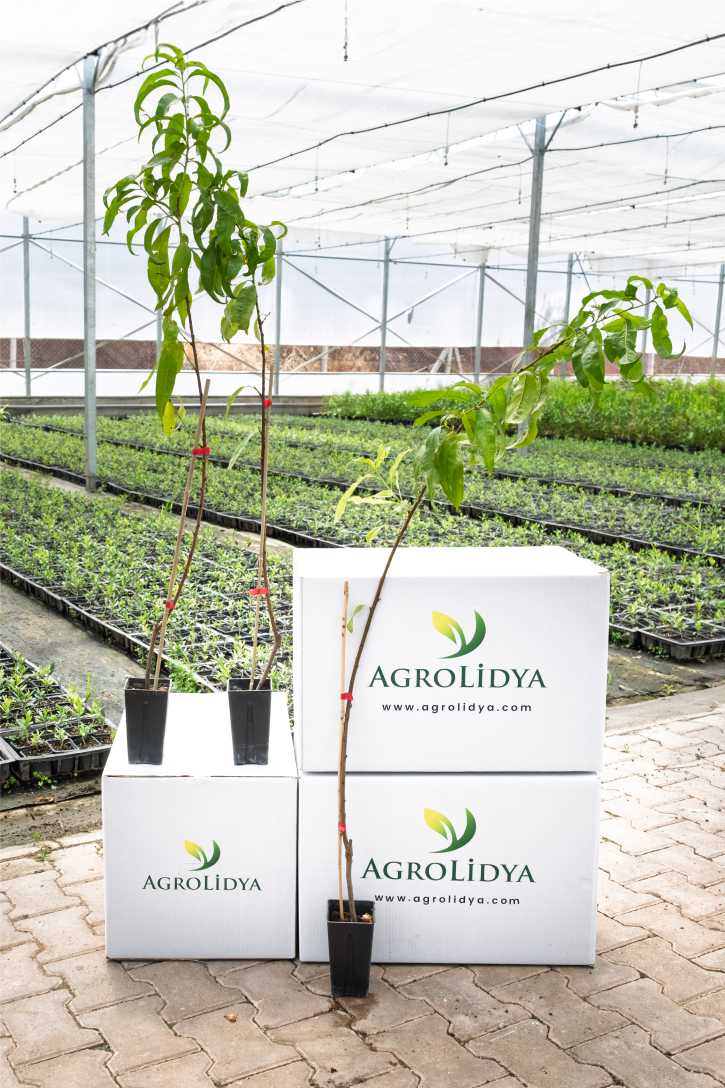 Elegant Lady Şeftali Fidanı